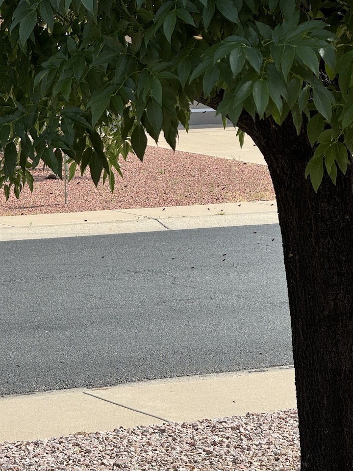 The Buzzing Bee LLC Bee and Wasp Removal project